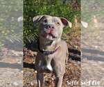 Small #8 American Staffordshire Terrier Mix