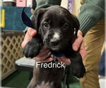 Small #1 Labrador Retriever Mix