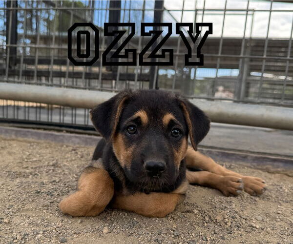 Medium Photo #1 German Shepherd Dog-Unknown Mix Puppy For Sale in Riverside, CA, USA