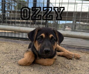 German Shepherd Dog-Unknown Mix Dogs for adoption in Riverside, CA, USA