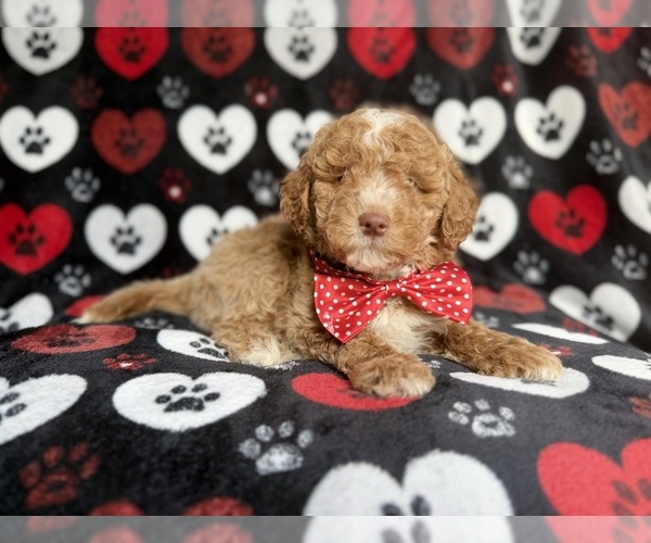 Medium Photo #8 Poodle (Miniature) Puppy For Sale in LAKELAND, FL, USA