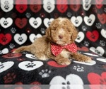 Small #7 Poodle (Miniature)