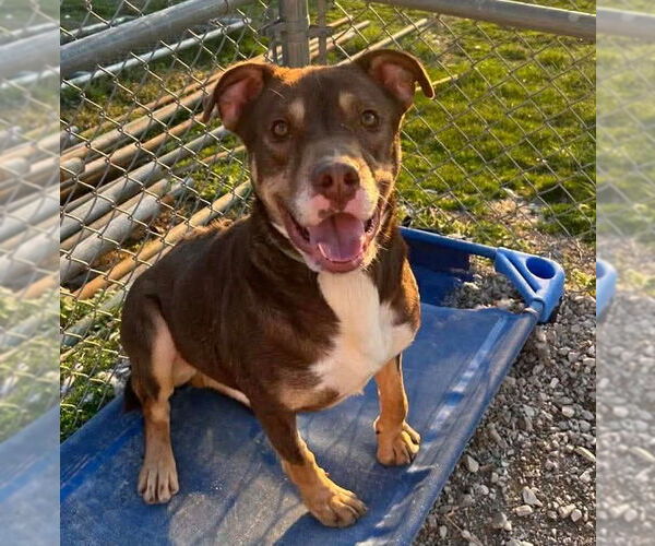 Medium Photo #6 Mutt Puppy For Sale in Evansville, IN, USA