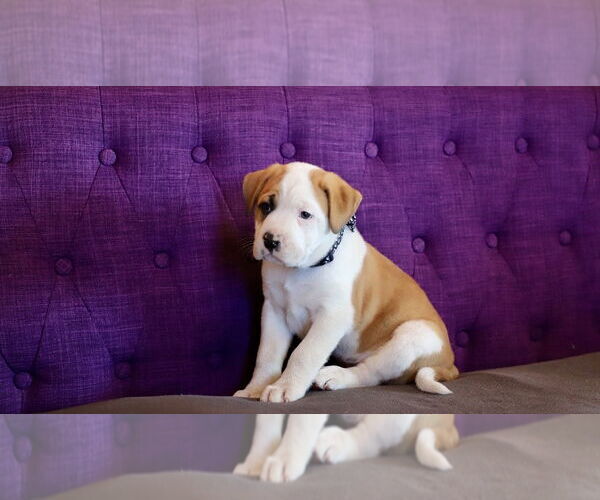 Medium Photo #2 Bulloxer Puppy For Sale in Rockaway, NJ, USA