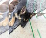Small #1 German Shepherd Dog-Siberian Husky Mix