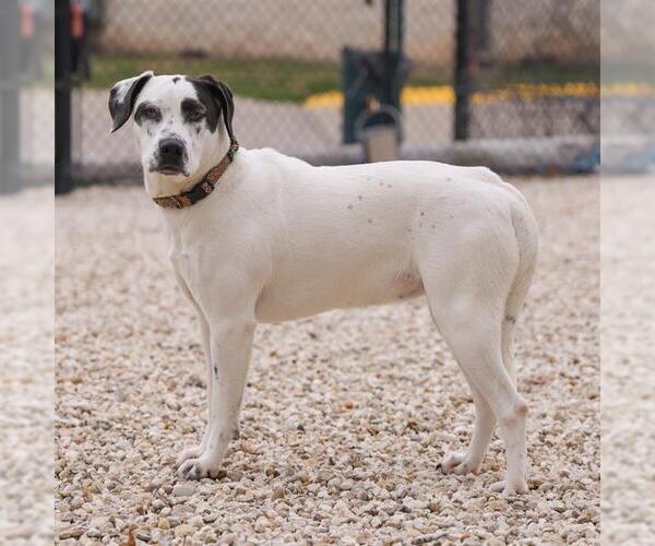Medium Photo #1 American Pit Bull Terrier-Unknown Mix Puppy For Sale in Waco, TX, USA