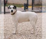Small American Pit Bull Terrier Mix