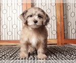 Small #2 ShihPoo