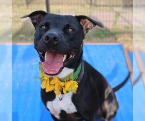 American Staffordshire Terrier-Labrador Retriever Mix Dogs for adoption in San Antonio, TX, USA