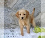 Small #2 Miniature Labradoodle