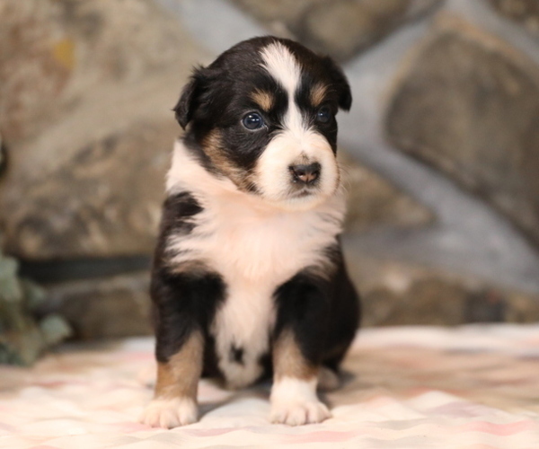 Medium Photo #7 Australian Shepherd Puppy For Sale in WESTFIELD, MA, USA