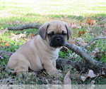 Small Photo #3 Puggle Puppy For Sale in BRIDGETON, NJ, USA