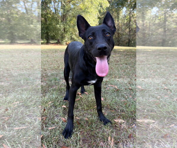 Medium Photo #3 Shepradors Puppy For Sale in Attalka, AL, USA