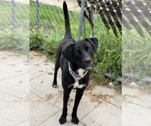 Ethan - Male Labrador Retriever-Unknown Mix Dog for Adoption - Photo #3