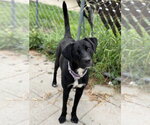 Small #2 Labrador Retriever Mix