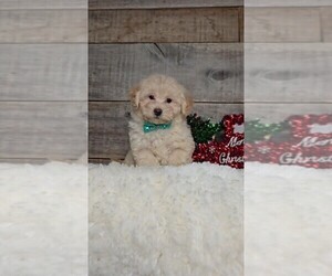 Maltipoo Puppy for sale in JASONVILLE, IN, USA