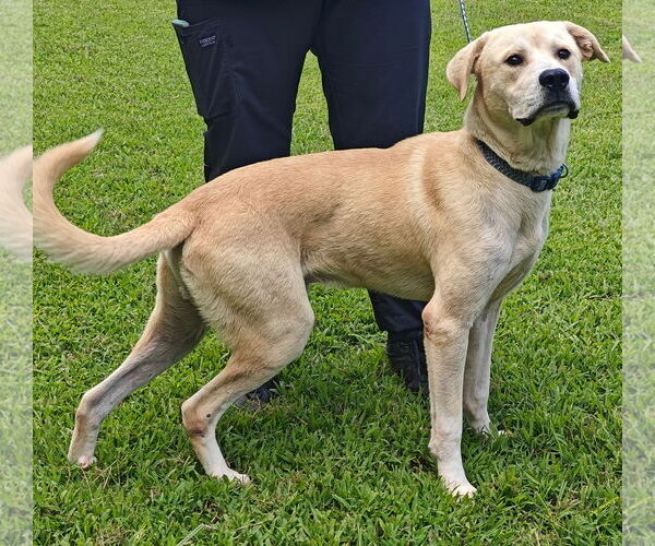Medium Photo #3 Labrenees Puppy For Sale in Talladega, AL, USA