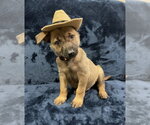 Small Photo #2 Mutt Puppy For Sale in Imlay City, MI, USA