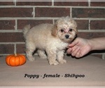 Small #1 ShihPoo