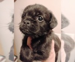 Small #1 Poodle (Toy)-Pug Mix