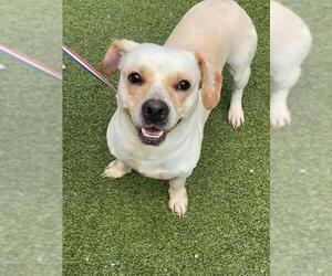 Labrador Retriever Dogs for adoption in Fayetteville, NC, USA