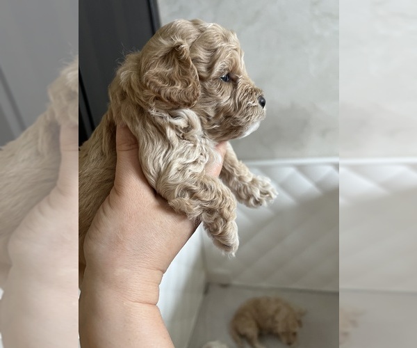 Medium Photo #12 Poodle (Toy) Puppy For Sale in MOUNT SOLON, VA, USA