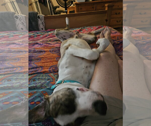 Medium Photo #6 Great Dane Puppy For Sale in San Diego, CA, USA