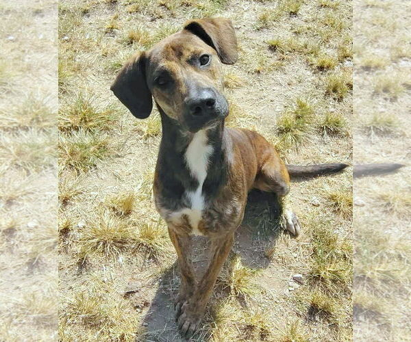 Medium Photo #4 Mountain Cur-Unknown Mix Puppy For Sale in Anniston, AL, USA