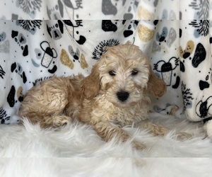 Goldendoodle Puppy for sale in NOBLESVILLE, IN, USA