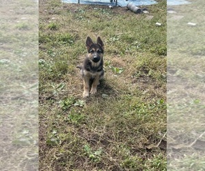 German Shepherd Dog Puppy for sale in NEW HAVEN, CT, USA