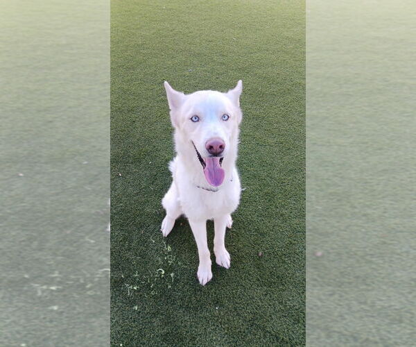 Medium Photo #6 Siberian Husky Puppy For Sale in New York, NY, USA