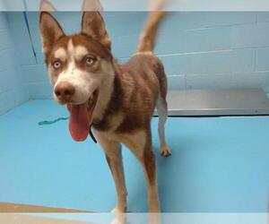 Siberian Husky Dogs for adoption in Moreno Valley, CA, USA