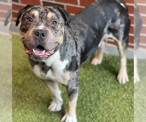 Medium American Pit Bull Terrier