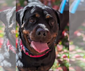 Rottweiler Dogs for adoption in Hillsboro, NH, USA