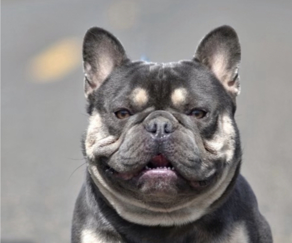 Medium Photo #1 French Bulldog Puppy For Sale in CHENOIS CREEK, WA, USA