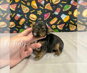 Yorkshire Terrier Puppy for sale in WINNSBORO, LA, USA