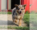 Small Photo #68 Australian Shepherd Puppy For Sale in LEBANON, IN, USA
