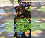 Small Photo #90 Yorkshire Terrier Puppy For Sale in AKRON, OH, USA