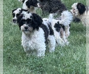 Shih-Poo Puppy for Sale in GLOUCESTER, Virginia USA