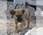 Small #2 Colonial Cocker Spaniel Mix