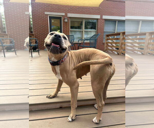 Medium Photo #3 American Pit Bull Terrier-Unknown Mix Puppy For Sale in Germantown, OH, USA