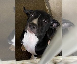 American Pit Bull Terrier-Labrador Retriever Mix Dogs for adoption in Stockton, CA, USA