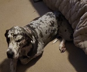 Mother of the Great Dane puppies born on 07/03/2025