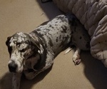 Small Photo #1 Great Dane Puppy For Sale in HAMMOND, LA, USA