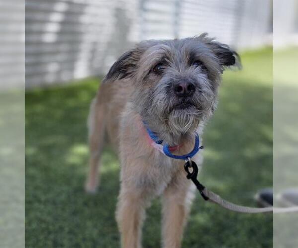 Medium Photo #1 Mutt Puppy For Sale in Las Vegas, NV, USA
