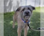Small Mutt