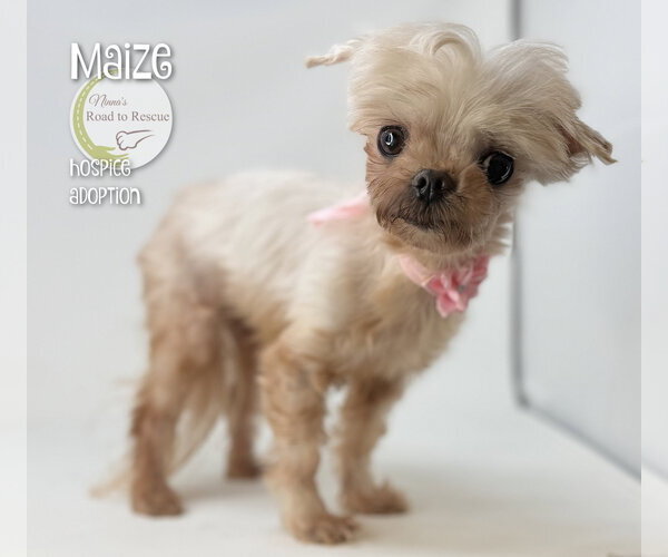 Medium Photo #2 Maltese Puppy For Sale in Benton, LA, USA