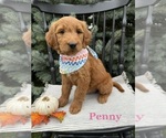 Puppy PENNY Goldendoodle
