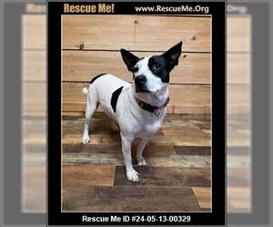 Rat Terrier Dogs for adoption in Benton, PA, USA