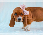 Small #1 Basset Hound